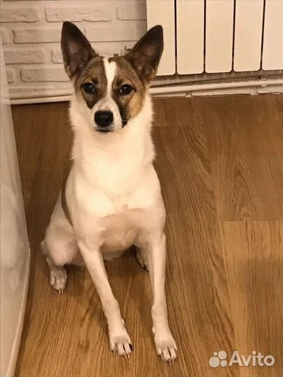 Девчушка в добрые руки