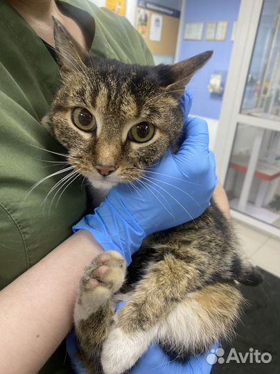 Кошка 1,5 года