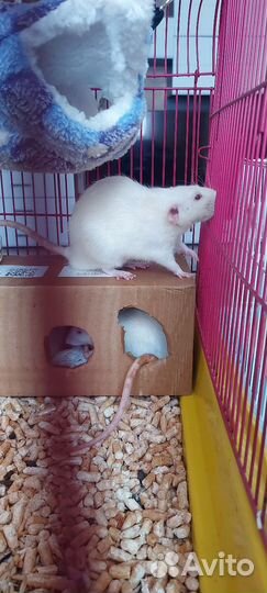 Крыса дамбо