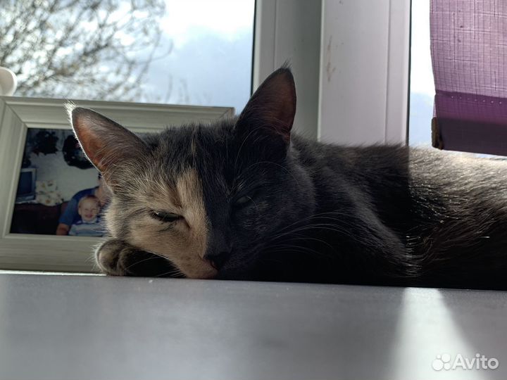 Кошечка Эля в добрые руки