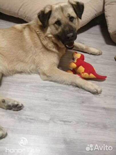 Молодой пёс ждёт своих хозяев. Отдам в дар