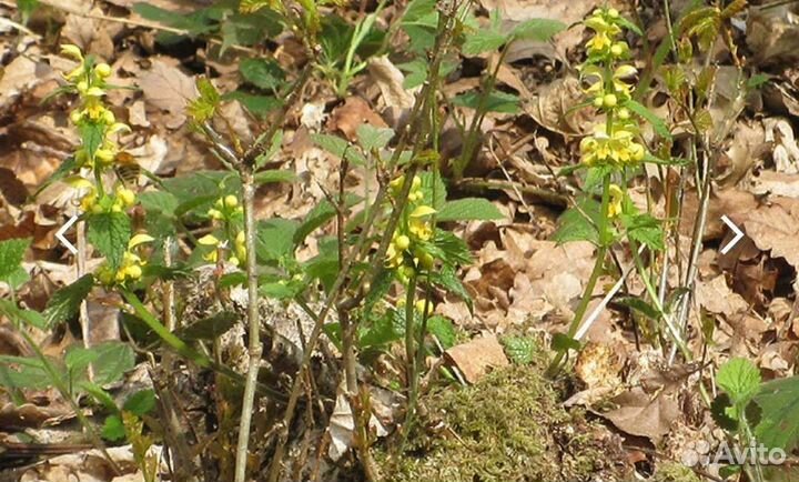 Яснотка зеленчуковая
