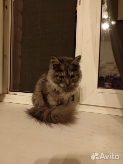 Кошка в дар