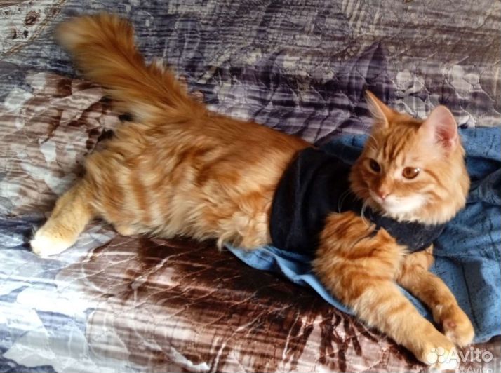 Сибиряк в добрые ручки