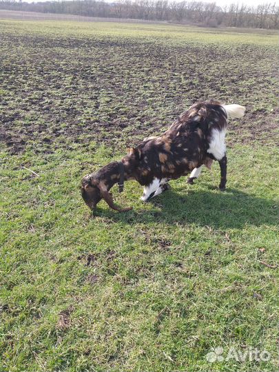 Коза 100 Камори