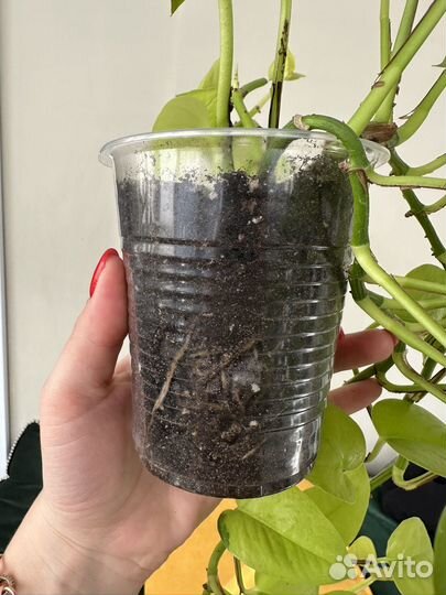 Сциндапсус неон