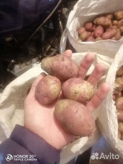 Продам картофель