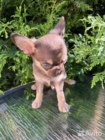 Шоколадный мальчик чихуахуа