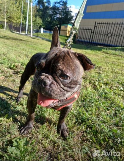 Французский бульдог