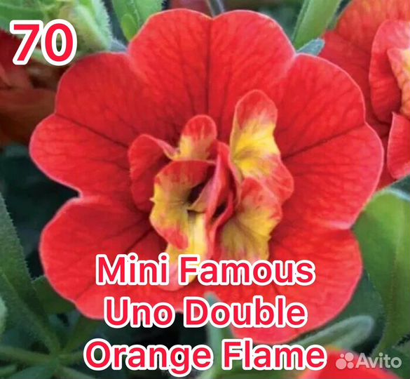 Петунья вегетативная черенки из кассеты от