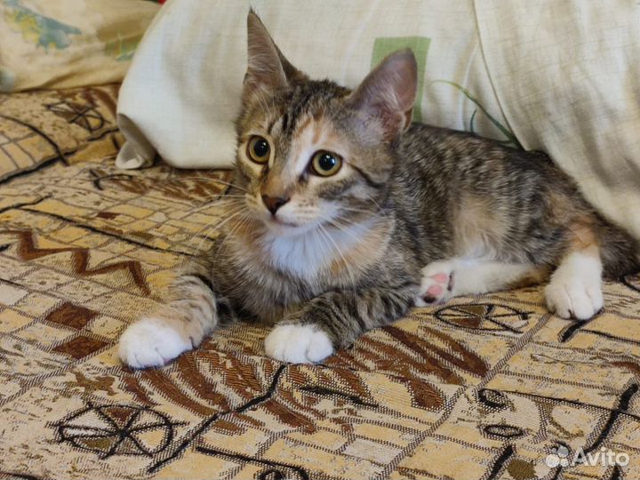 Кошка в дар бесплатно