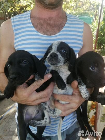 Щенки в добрые руки