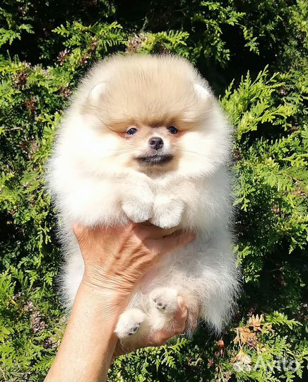 Кобель померанского шпица для вязки