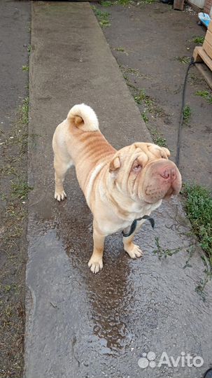 Шарпей в добрые руки