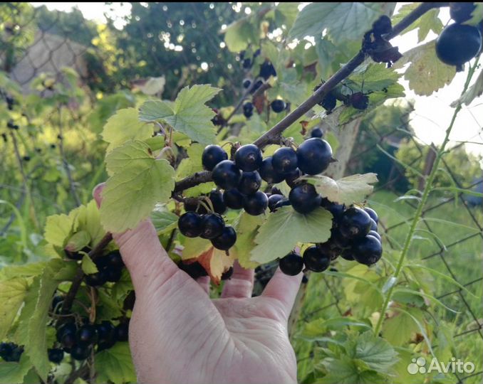 Саженцы клубники, смородины, крыжовника,йошта