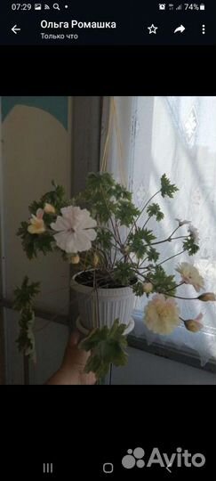 Пеларгония герань