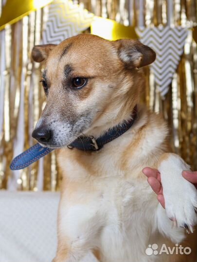 Бывшедомашняя Шейла мечтает обрести дом