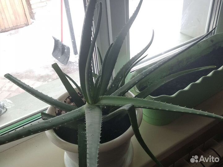 Алоэ вера большой