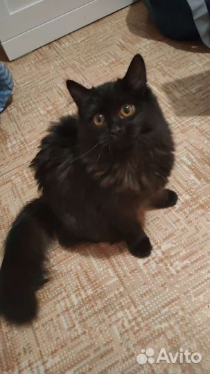 Ангорская шоколадная кошка