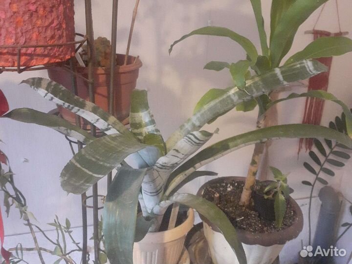 Комнатные растения