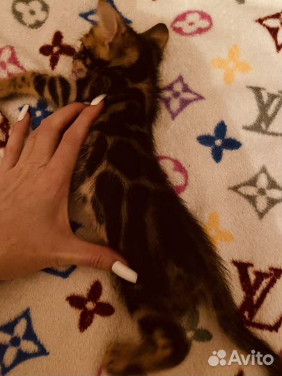 Бенгальские котята розетка на золоте