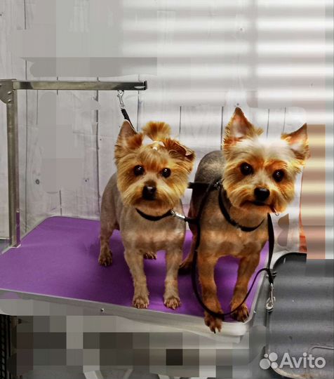 Стрижка собак и кошек с выездом на дом