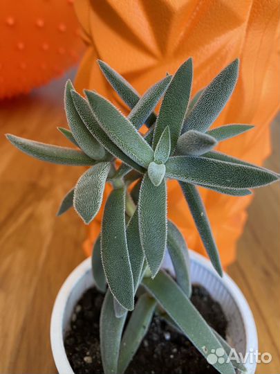 Цветы -радость в дом)