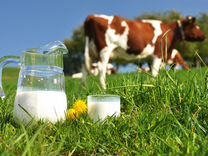 Молоко коровье домашнее оптом