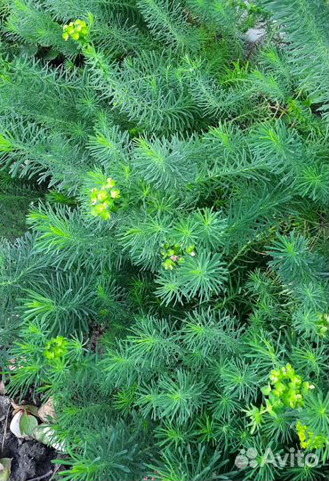 Молочай кипарисовый