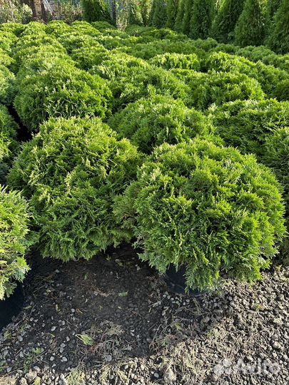 Туя Даника из питомника