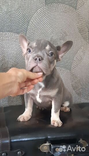 Мини девочка лилового окраса