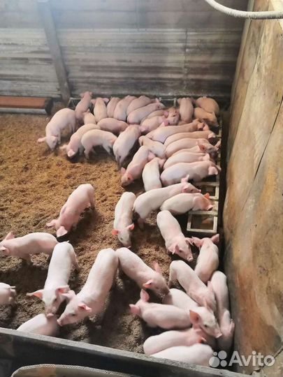 Поросята доставка