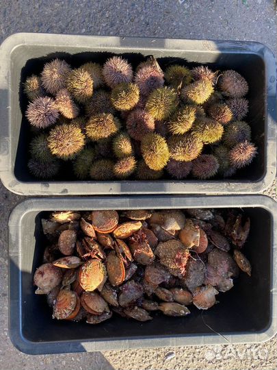 Морские ежи живые, гребешки, мидии и т.д