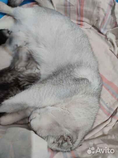 Шотландская шиншилла