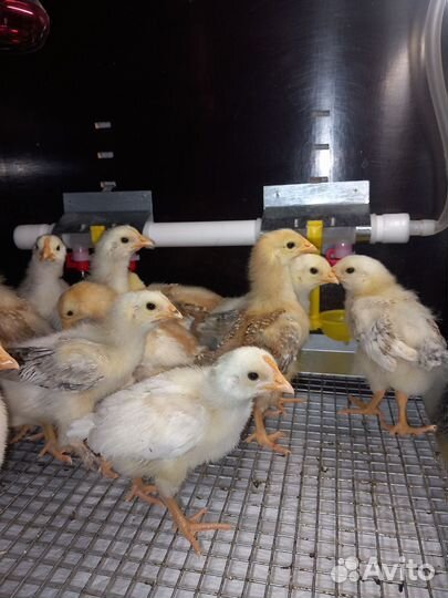 Цыплята