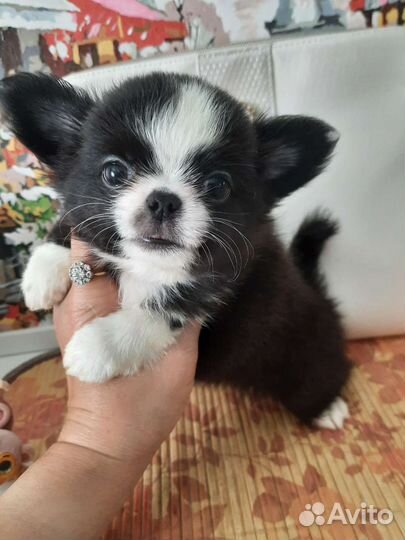 Нарядные девочка и мальчики чихуахуа