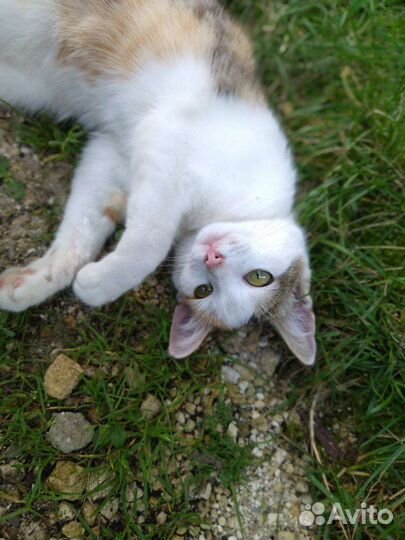 Кошки в добрые руки