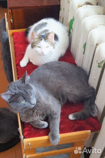 Видео.Кошки/коты ищут дом