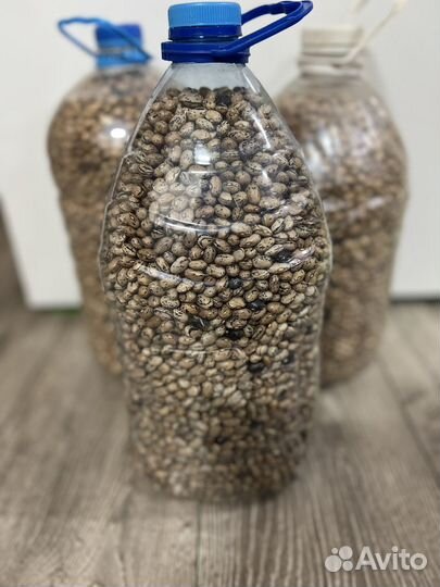 Семена фасоли