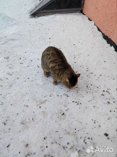 Кот бесплатно, ищем хозяина