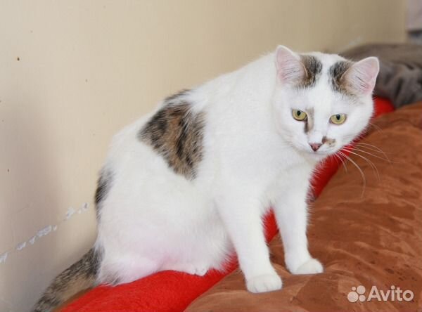 Грустный день рождения крылатого кота Зорана