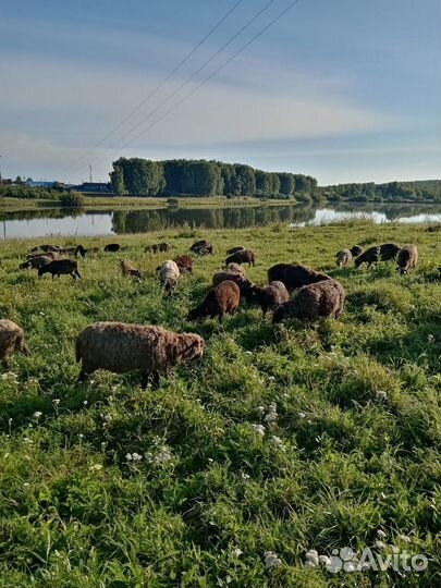 Овцы бараны