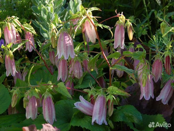 Колокольчик Такешимана 