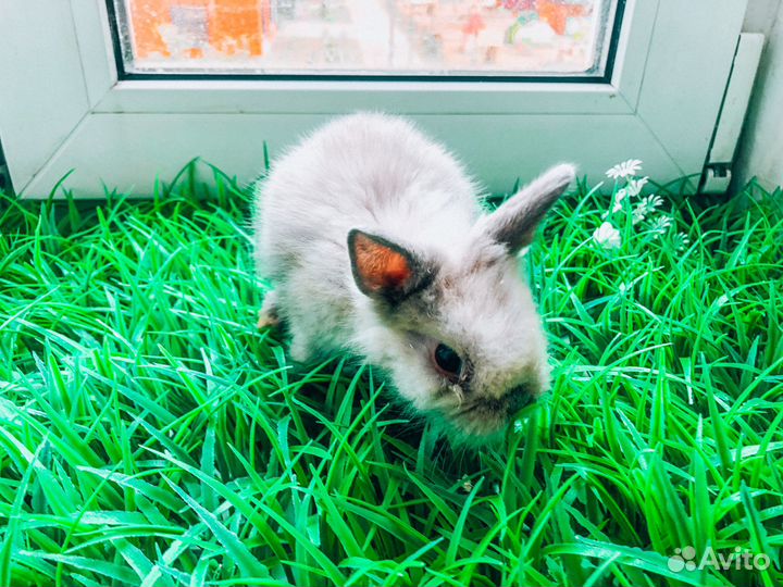 Карликовый кролик - лучший подарок для ребенка