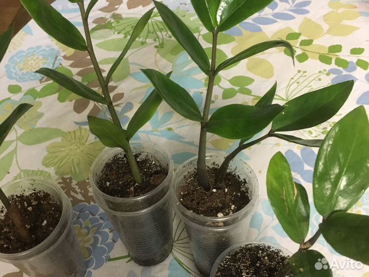 Замиокулькас