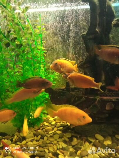 Рыба Цыхлиды