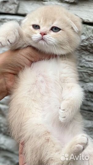 Шотландская вислоухая шиншилла лиловое золото cy12