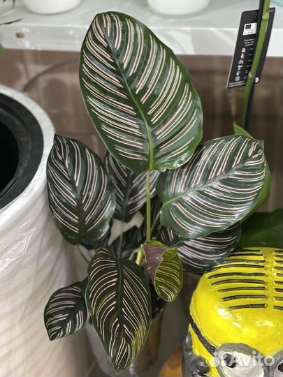 Калатея сандериана