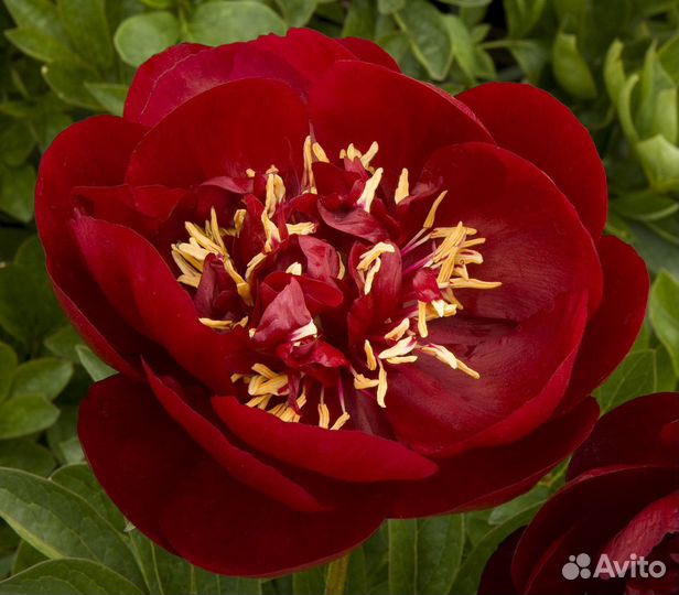 Пионы в наличии на осень 2023