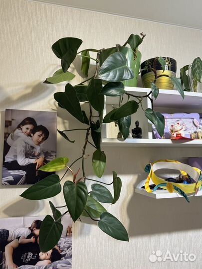 Домашний цветок